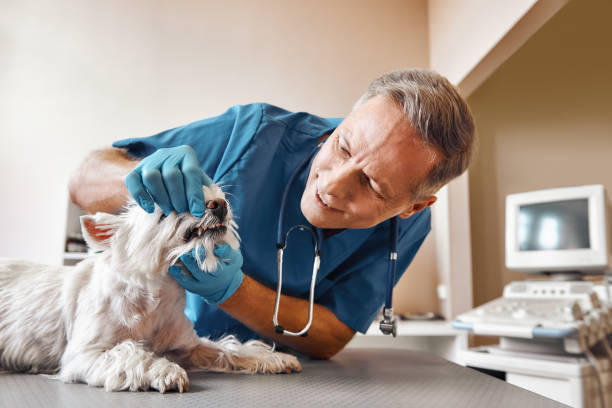 Best Emergency Root Canal Treatment in Shougal, WA